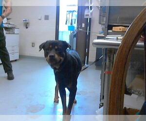 Rottweiler Dogs for adoption in Fayetteville, NC, USA