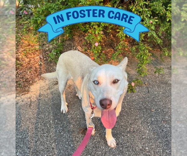 Medium Photo #2 German Shepherd Dog-Unknown Mix Puppy For Sale in Tallahassee, FL, USA