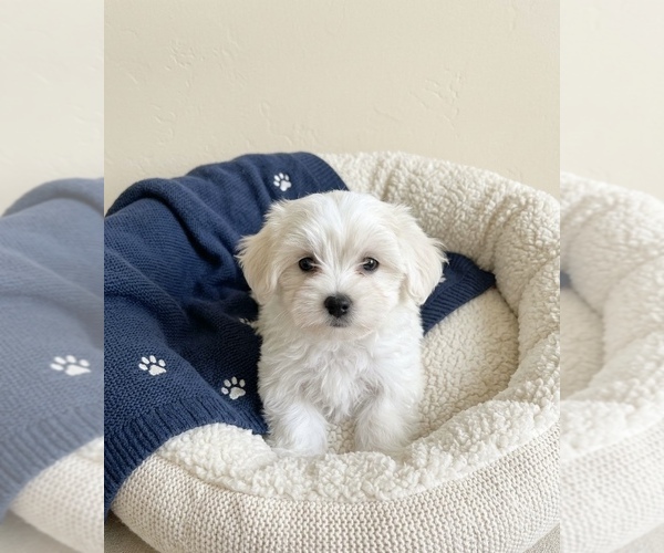 Medium Photo #1 YorkiePoo Puppy For Sale in DAWSONVILLE, GA, USA