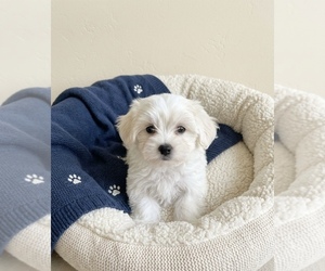 YorkiePoo Puppy for sale in DAWSONVILLE, GA, USA
