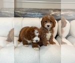 Small Photo #2 Goldendoodle (Miniature) Puppy For Sale in ARCADIA, CA, USA