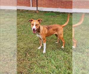 American Pit Bull Terrier-Labrador Retriever Mix Dogs for adoption in Grovetown, GA, USA