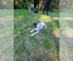 Small Photo #10 Border Collie-Staffordshire Bull Terrier Mix Puppy For Sale in PORT ORCHARD, WA, USA