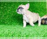 Small Photo #4 French Bulldog Puppy For Sale in RICHMOND, TX, USA