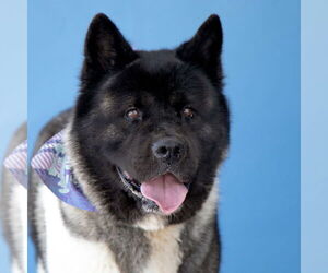 Akita Dogs for adoption in Pasadena, CA, USA