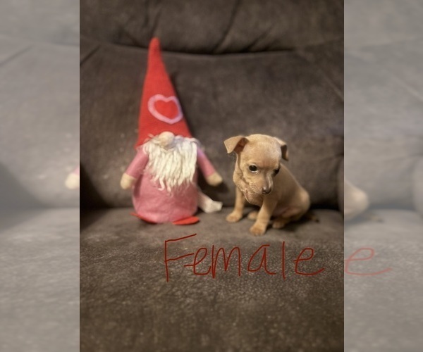 Medium Photo #3 Chihuahua Puppy For Sale in ARAB, AL, USA