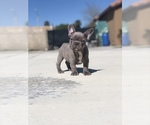 Small #3 French Bulldog