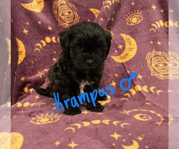Medium Photo #1 Shih-Poo Puppy For Sale in CYPRESS, TX, USA