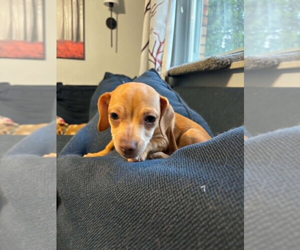 Medium Photo #1 Chiweenie Puppy For Sale in Springdale, PA, USA