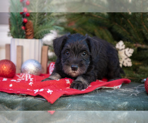 Medium Mutt-Schnauzer (Miniature) Mix
