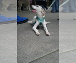 Small #1 American Foxhound