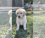 Small #9 Golden Retriever