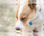Small #15 Australian Kelpie-Basenji Mix