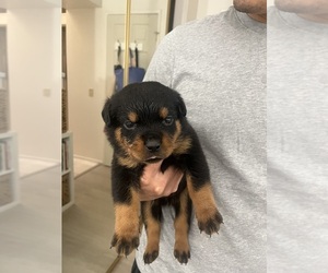 Rottweiler Puppy for Sale in FULLERTON, California USA