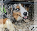 Small #2 Australian Shepherd