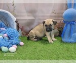 Small #7 Catahoula Leopard Dog