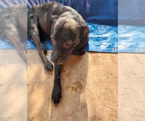 Labrador Retriever-Unknown Mix Dogs for adoption in San Antonio, TX, USA