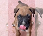 Small #1 Boxer