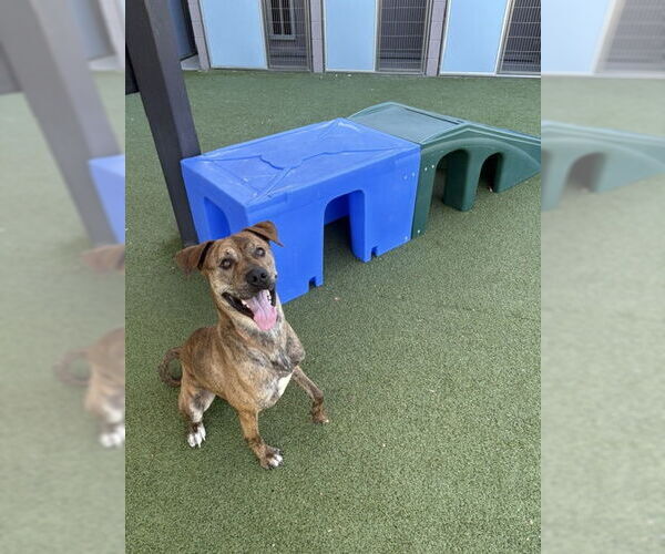 Medium Photo #4 Mutt Puppy For Sale in Chandler, AZ, USA