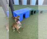 Small #3 Mutt