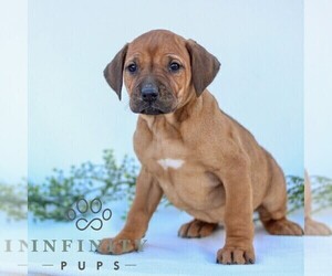 Rhodesian Ridgeback Puppy for sale in GORDONVILLE, PA, USA