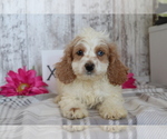 Small Photo #1 Cocker Spaniel-Poodle (Miniature) Mix Puppy For Sale in SHILOH, OH, USA