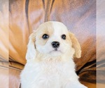 Small Photo #11 Cavapoo Puppy For Sale in FRESNO, OH, USA