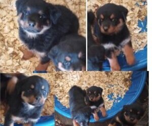 Rottweiler Puppy for sale in ROCKWELL, NC, USA