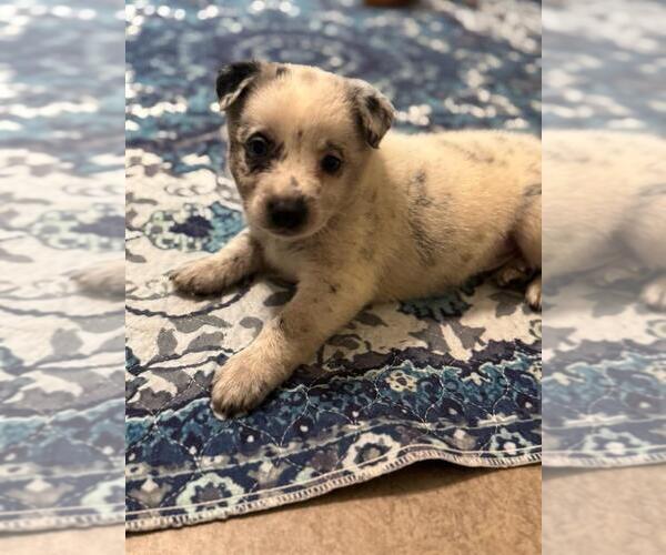 Medium Photo #6 Texas Heeler Puppy For Sale in LAURENS, SC, USA