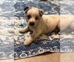 Small #5 Texas Heeler