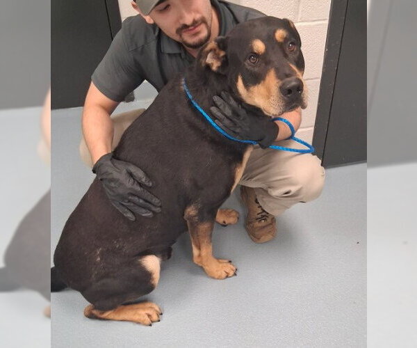 Medium Photo #3 Rottweiler-Unknown Mix Puppy For Sale in Sheboygan, WI, USA