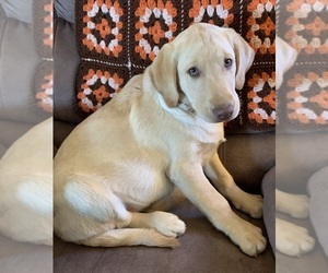 Labrador Retriever Puppy for sale in FLEMINGSBURG, KY, USA