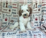 Small #7 Cavapoo