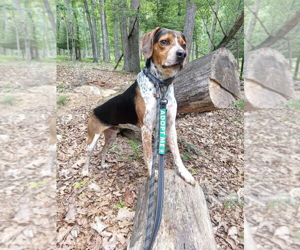 Medium Photo #3 Bluetick Coonhound Puppy For Sale in Monterey, VA, USA