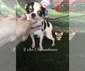 Mother of the Chihuahua puppies born on 09/15/2022