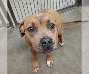 Mutt Dogs for adoption in Jackson, CA, USA