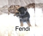 Small Photo #39 German Shepherd Dog Puppy For Sale in ALICE, TX, USA