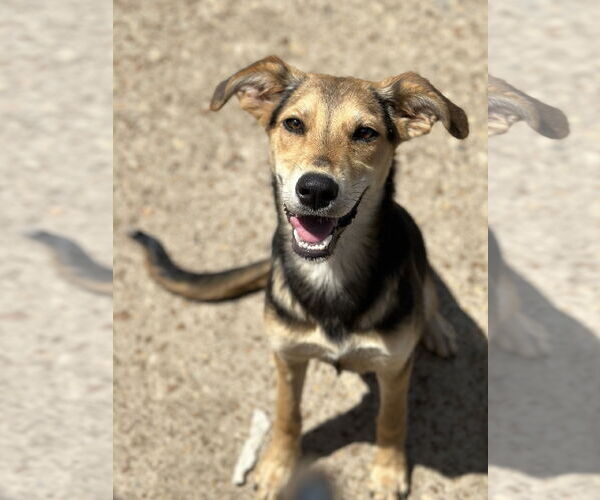 Medium Photo #7 Mutt Puppy For Sale in St. Louis Park, MN, USA
