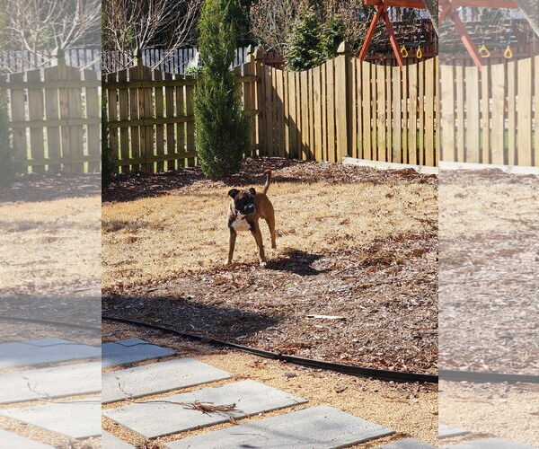 Medium Photo #12 Boxer-Unknown Mix Puppy For Sale in Holly Springs, NC, USA