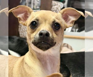 Chihuahua-Unknown Mix Dogs for adoption in Visalia, CA, USA