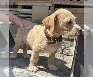 Mutt Dogs for adoption in Arlington, WA, USA
