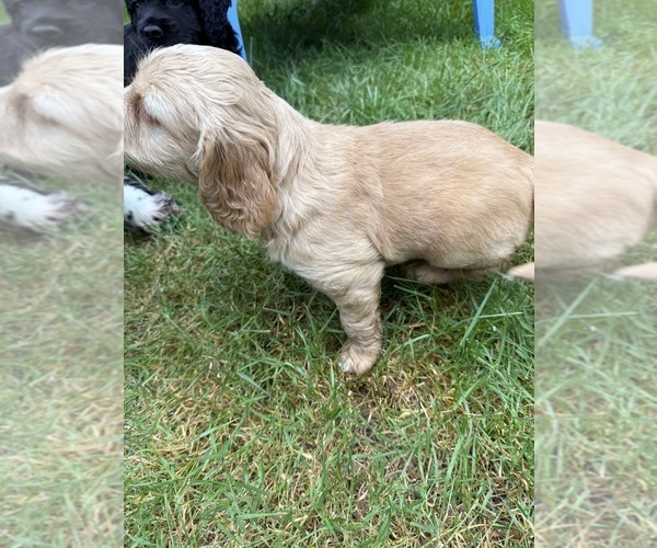 Medium Photo #4 Cocker Spaniel-Sheepadoodle Mix Puppy For Sale in SAMMAMISH, WA, USA