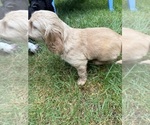Small #3 Cocker Spaniel-Sheepadoodle Mix