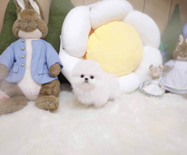 Medium Photo #3 Pomeranian Puppy For Sale in Seoul, Seoul, Korea, South