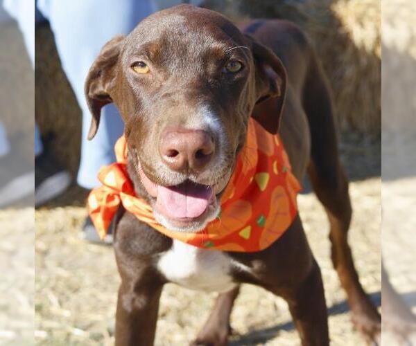 Medium Photo #3 Mutt Puppy For Sale in San Antonio, TX, USA