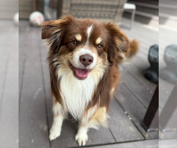 Medium Photo #1 Australian Shepherd Puppy For Sale in MIDWAY, UT, USA