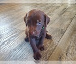 Puppy Lt Green Female Labrador Retriever