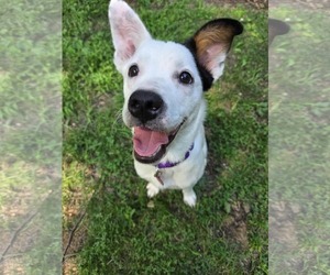 Border Collie-Pointer Mix Dogs for adoption in pomfret, CT, USA