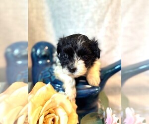 Havanese Puppy for sale in GREEN SEA, SC, USA