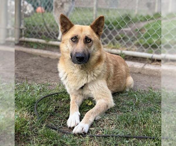 Medium Photo #1 German Shepherd Dog-Unknown Mix Puppy For Sale in Modesto, CA, USA